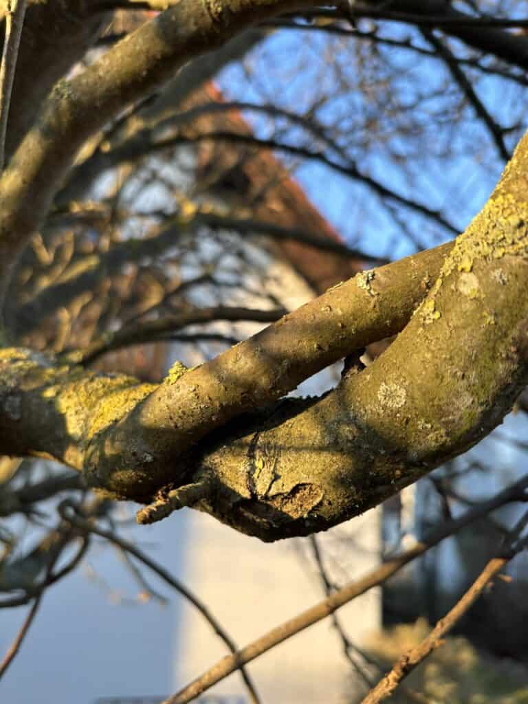 Kreuzende Äste beim Obstbaum schneiden