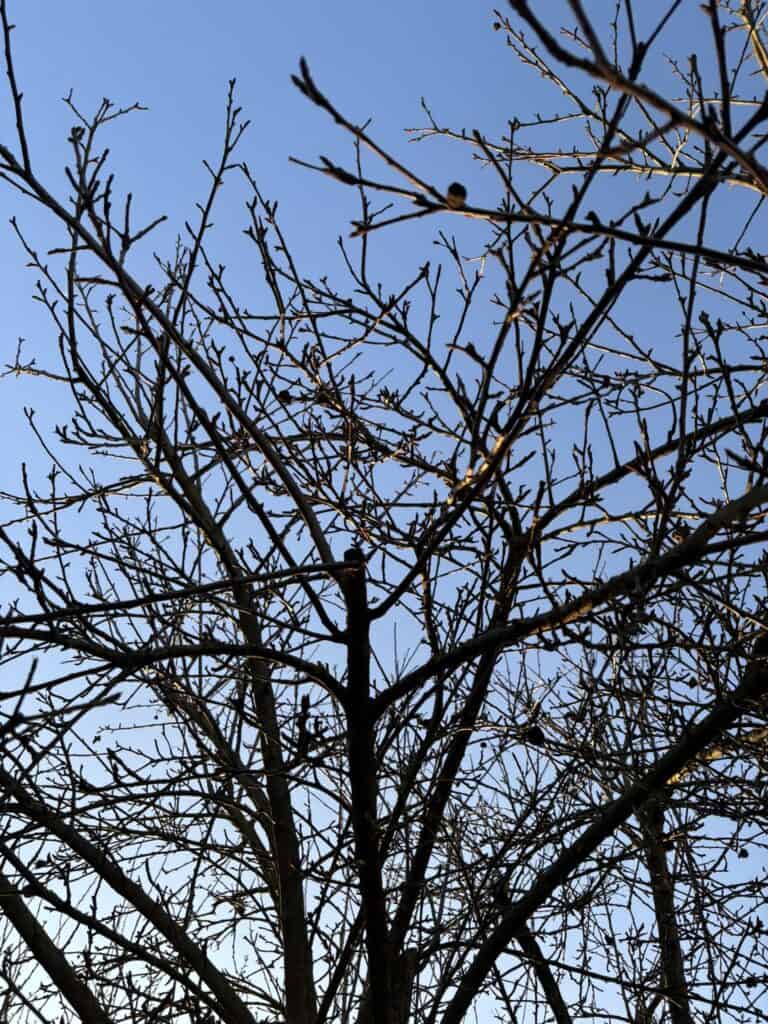 Obstbaum schneiden