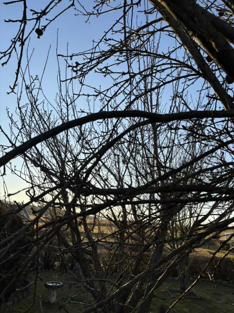 Obstbaum zurückschneiden