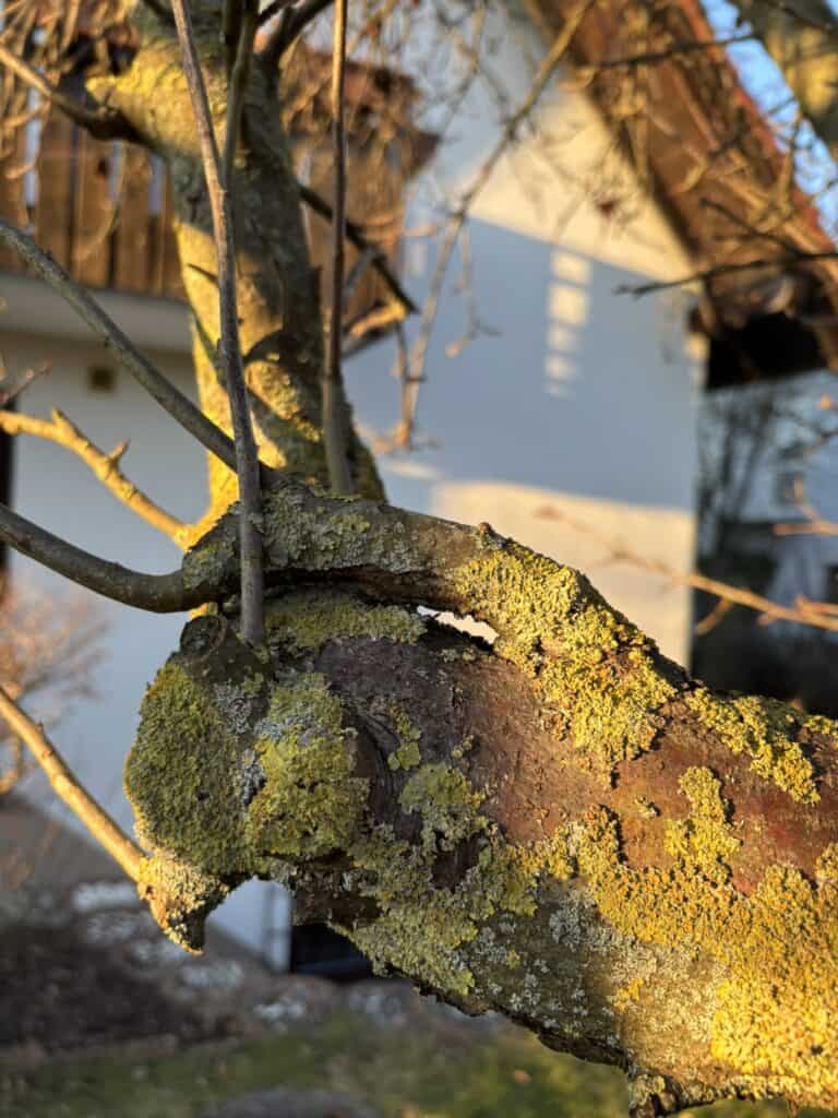 Obstbaum schneiden