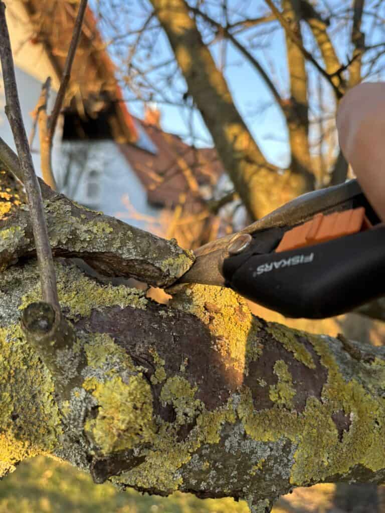 Obstbaum schneiden