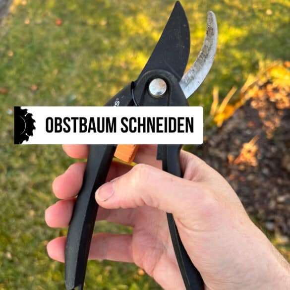 Timbertime_Beitragsbild_Baum_schneiden Obstbaum schneiden